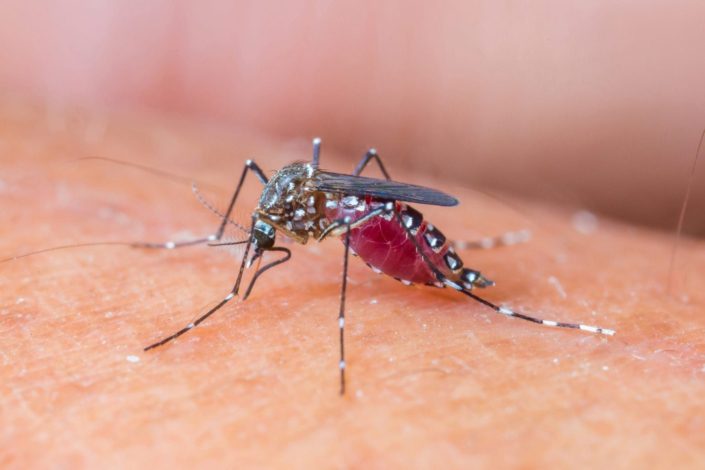 Close-up of a mosquito on human skin. West Nile virus is an infectious disease that can cause flu-like symptoms. It’s usually spread by infected mosquitos.