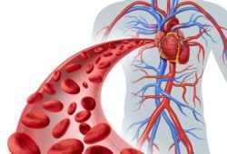 Illustration of the circulatory system and heart with close-up of red blood cells flowing through an artery. Homocysteine is an amino acid that is produced in the body. A high homocysteine level can damage the lining of the arteries.