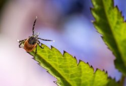 a tick sits on a leaf