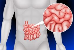 Small intestine in detail illustration