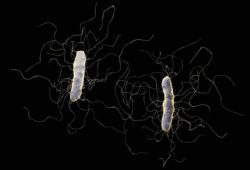 C. diff., or clostridium difficile, bacterium isolated on black background. A clostridium difficile (C. diff.) infection is a bacterial infection in your intestines. C. diff. infections can range from mild to severe.